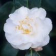 Florence Lowden